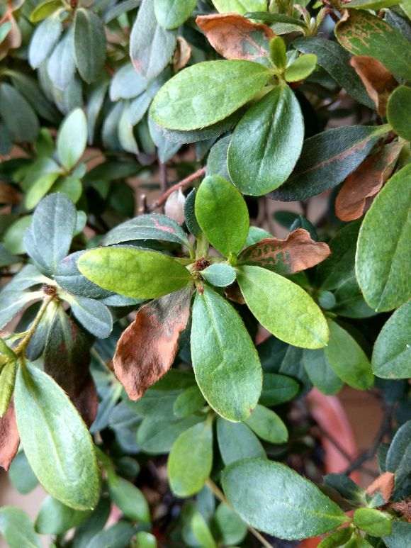 杜鹃下山桩的叶子怎么成铁锈色