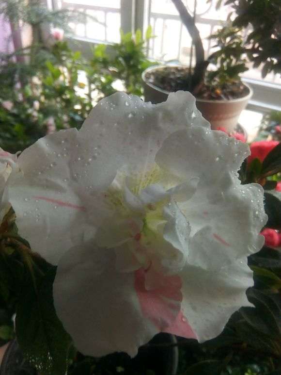 杜鹃下山桩平时用什么肥最好 图片