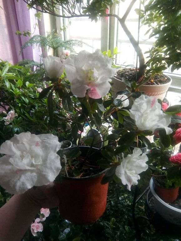 杜鹃下山桩平时用什么肥最好 图片