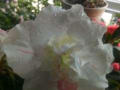 杜鹃下山桩平时用什么肥最好 图片