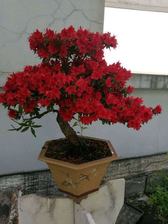 什么季节杜鹃下山桩换盆最好 图片