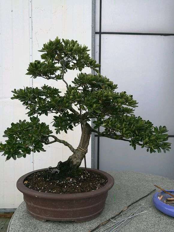 什么季节杜鹃下山桩换盆最好 图片