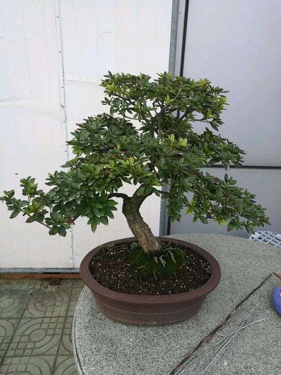 杜鹃下山桩的酸性图最好PH值是6左右