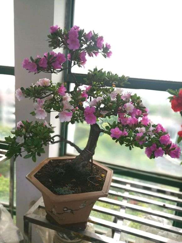 杜鹃下山桩的酸性图最好PH值是6左右