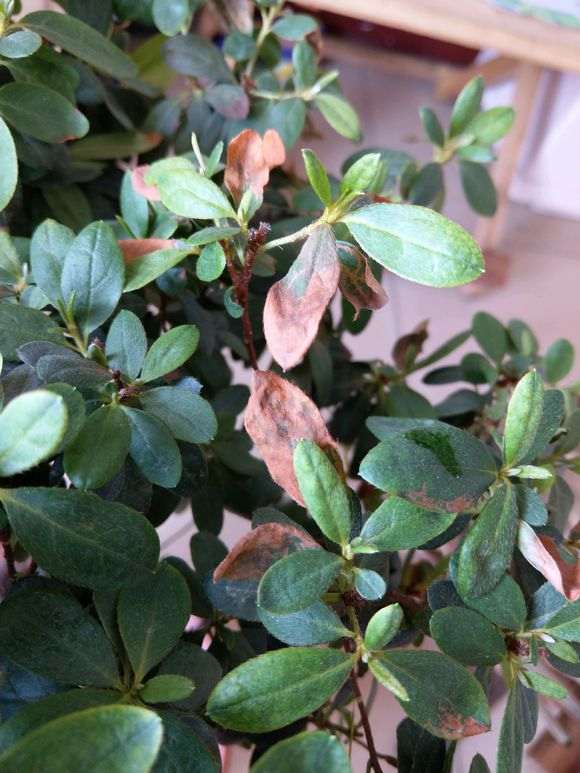 杜鹃下山桩的酸性图最好PH值是6左右