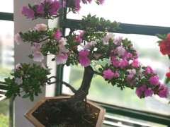 杜鹃下山桩的酸性图最好PH值是6左右