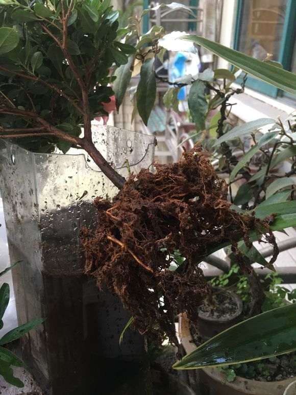 杜鹃下山桩怎么洗根的3个方法 图片