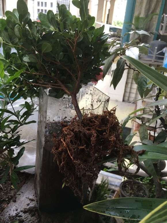 杜鹃下山桩怎么洗根的3个方法 图片