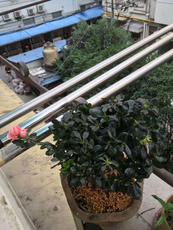 杜鹃下山桩怎么洗根的3个方法 图片