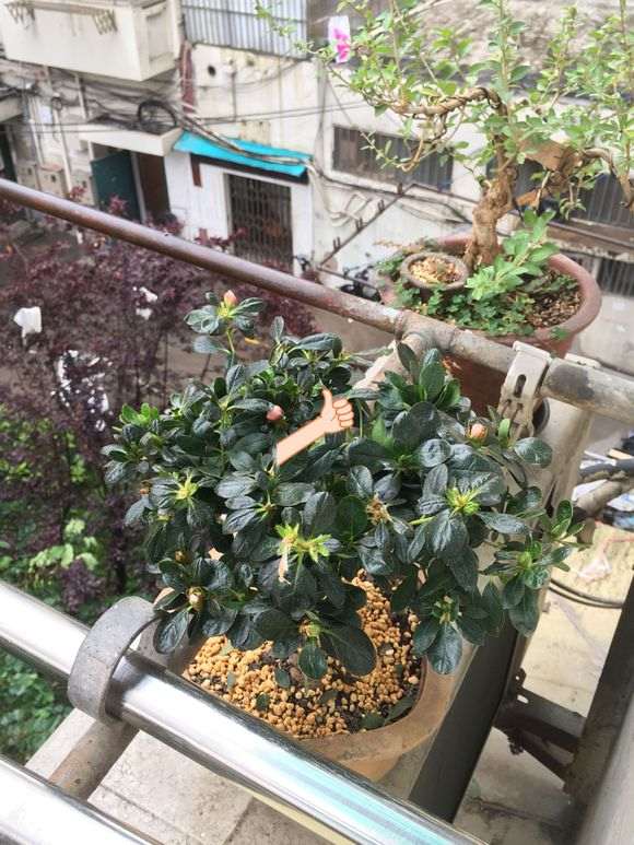杜鹃下山桩怎么洗根的3个方法 图片