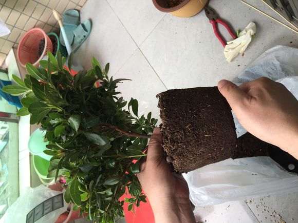 杜鹃下山桩怎么洗根的3个方法 图片
