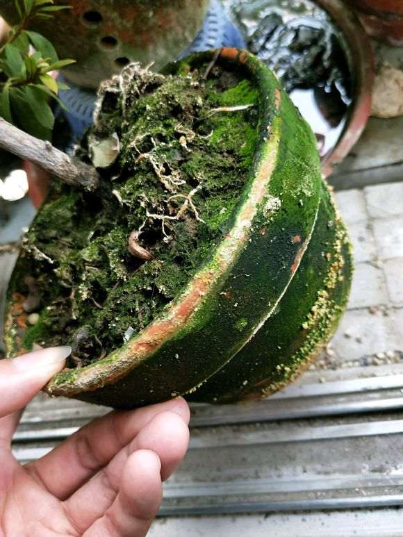 洗根非常成功 杜鹃下山桩也挺过来了 图片
