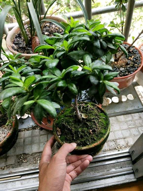 洗根非常成功 杜鹃下山桩也挺过来了 图片