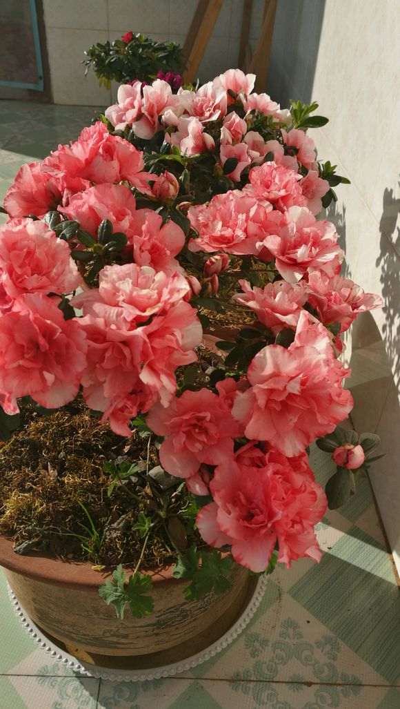 买了两颗杜鹃 一颗毛杜鹃下山桩 一颗红双喜