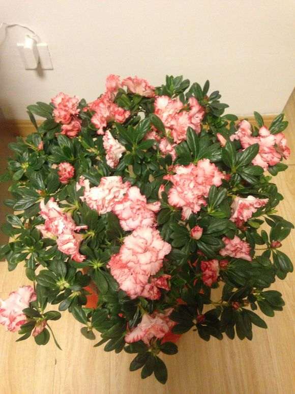 买了两颗杜鹃 一颗毛杜鹃下山桩 一颗红双喜