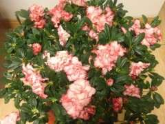 买了两颗杜鹃 一颗毛杜鹃下山桩 一颗红双喜