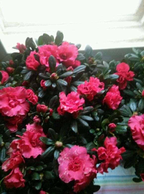 这样的杜鹃下山桩要多大的花盆最好 图片