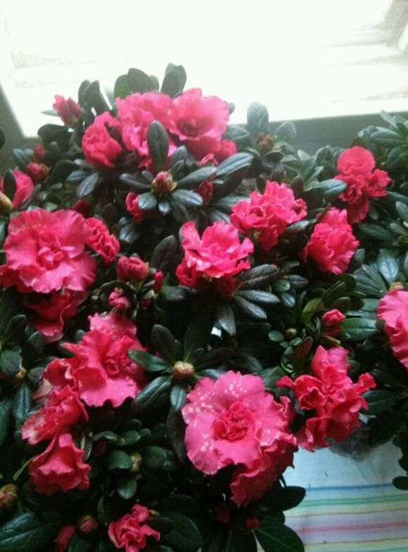 这样的杜鹃下山桩要多大的花盆最好 图片