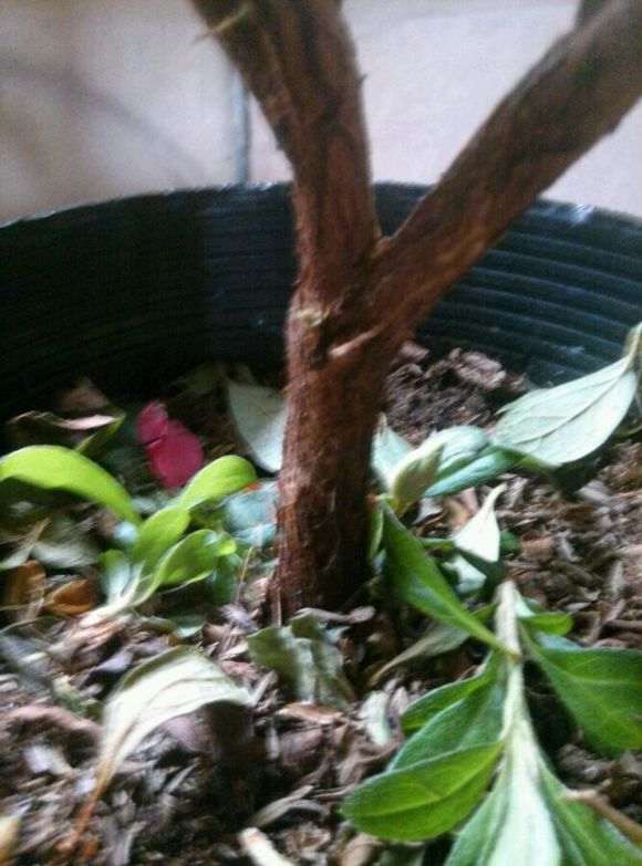 这样的杜鹃下山桩要多大的花盆最好 图片