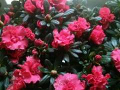 这样的杜鹃下山桩要多大的花盆最好 图片