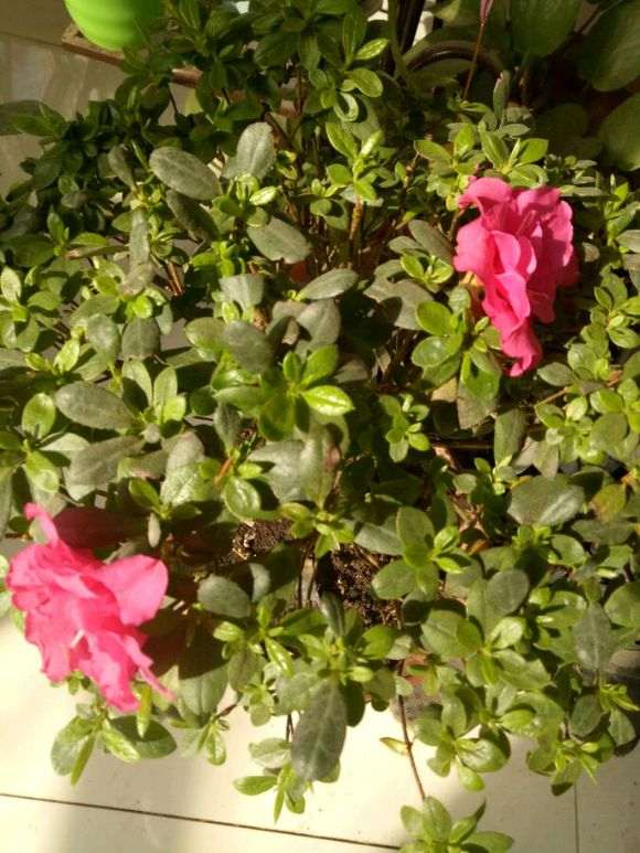 杜鹃下山桩现在能晒太阳吗