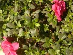 杜鹃下山桩现在能晒太阳吗 图片