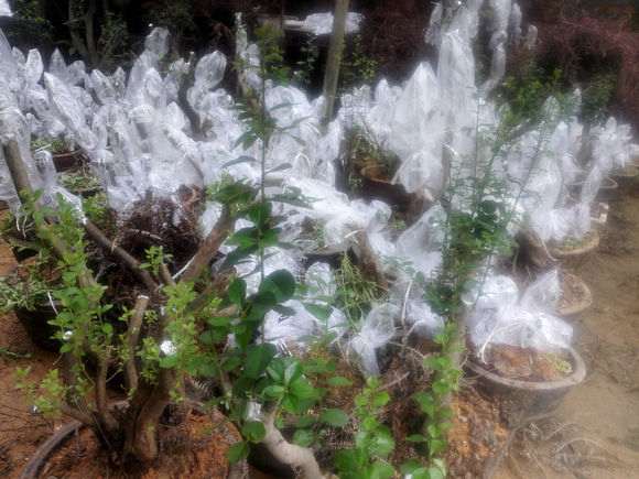映山红嫁接杜鹃下山桩 还有30盆没完成