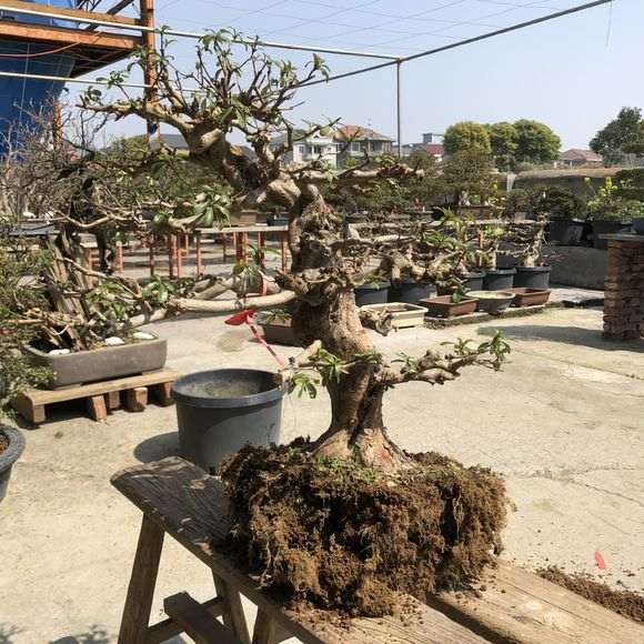 杜鹃下山桩为什么要洗根 用什么方法
