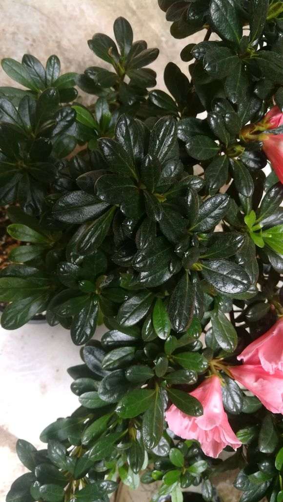 为什么花市买的杜鹃下山桩叶子黑又亮