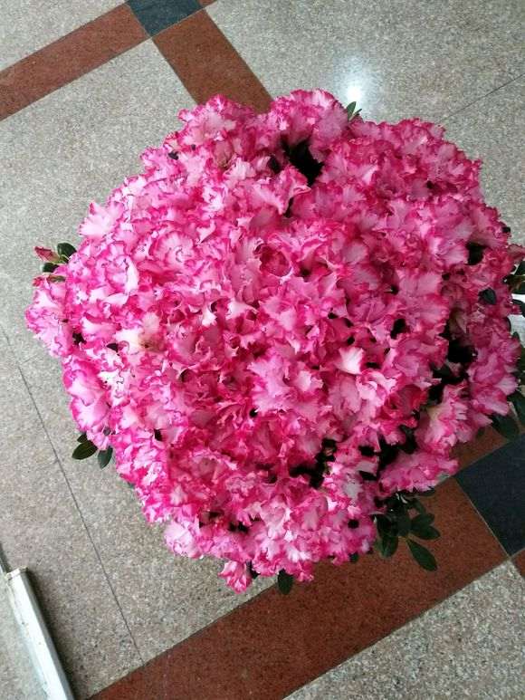 西玛杜鹃下山桩的花期有多长