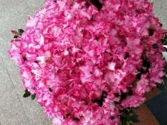 西玛杜鹃下山桩的花期有多长 一年来几