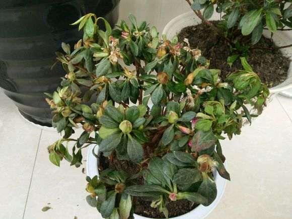 什么杜鹃下山桩一年四季都可以开华