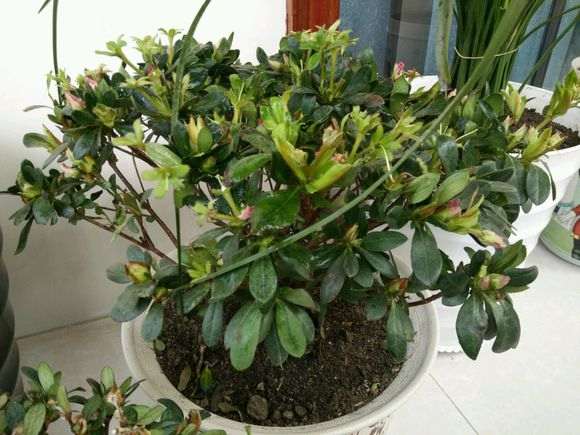 什么杜鹃下山桩一年四季都可以开华