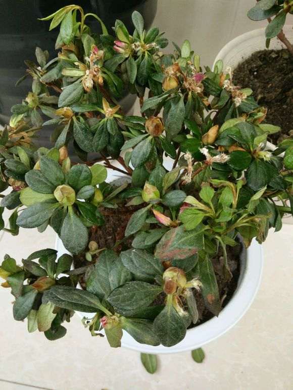 什么杜鹃下山桩一年四季都可以开华