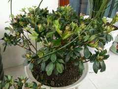 什么杜鹃下山桩一年四季都可以开华