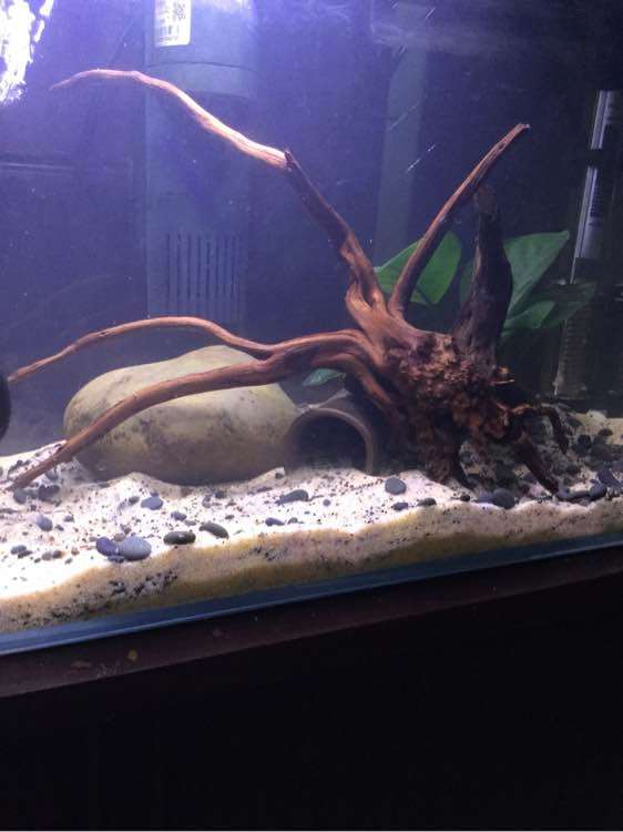 听说杜鹃下山桩的根有毒 是真的吗 图片