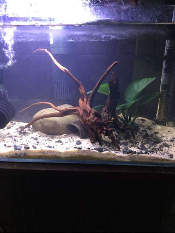 听说杜鹃下山桩的根有毒 是真的吗 图片