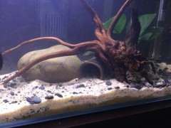 听说杜鹃下山桩的根有毒 是真的吗  图片