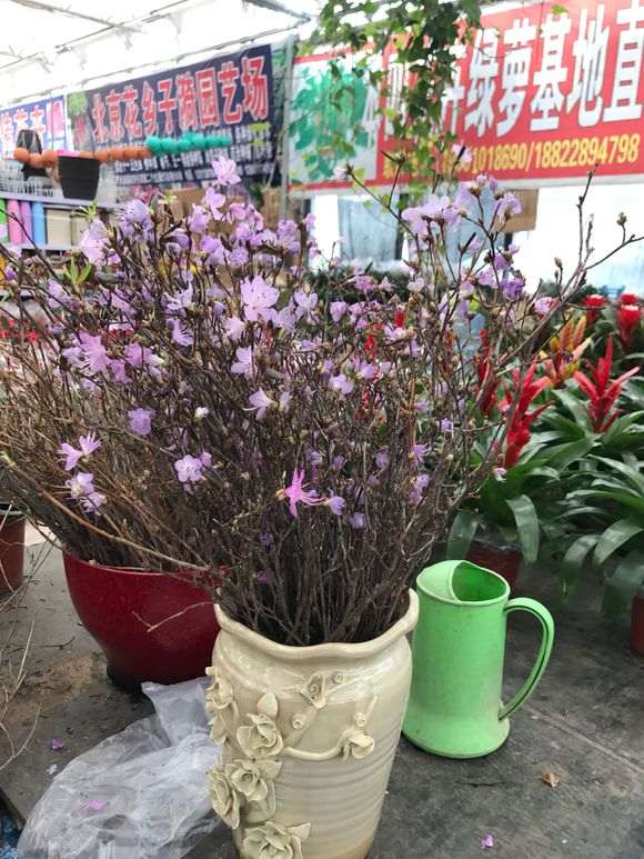 为什么这种杜鹃下山桩不能购买 图片