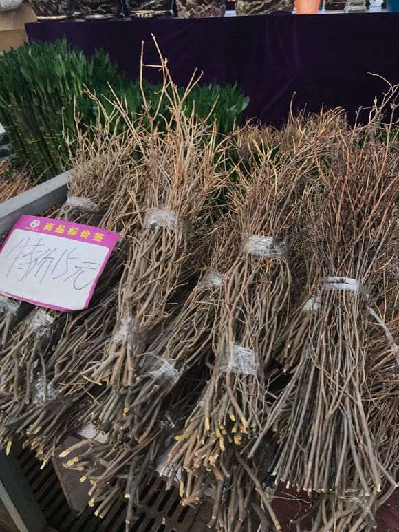 为什么这种杜鹃下山桩不能购买 图片