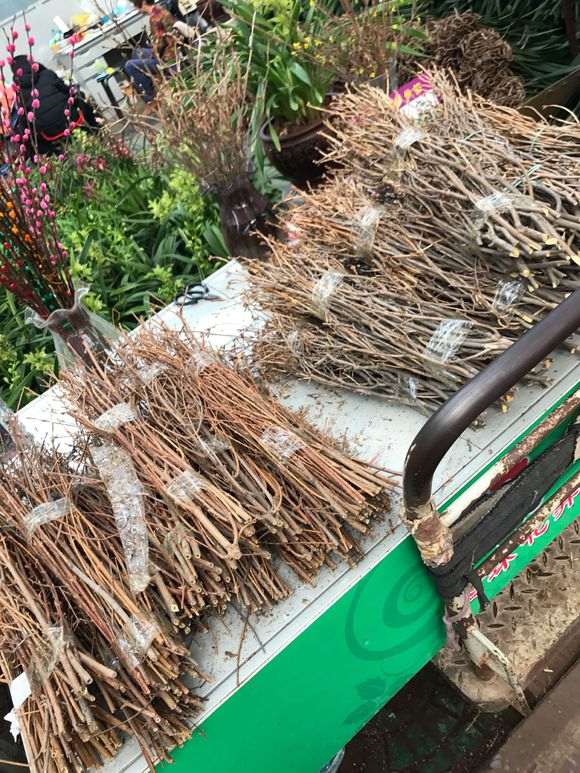 为什么这种杜鹃下山桩不能购买 图片