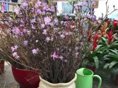 为什么这种杜鹃下山桩不能购买 图片