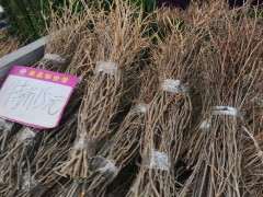 不买了 原来杜鹃下山桩还可以插枝 图片