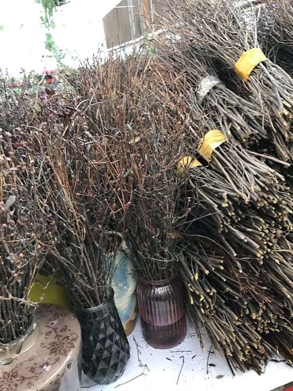 第一次知道 杜鹃下山桩还能枝插 图片