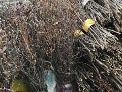 第一次知道 杜鹃下山桩还能枝插 图片