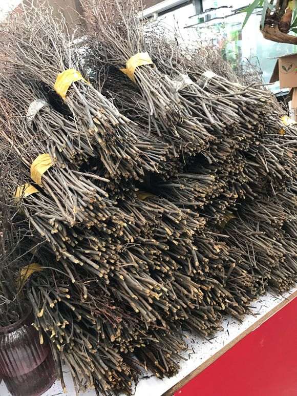 兴安杜鹃下山桩可以大规模的培养吗？