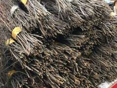 兴安杜鹃下山桩可以大规模的培养吗？