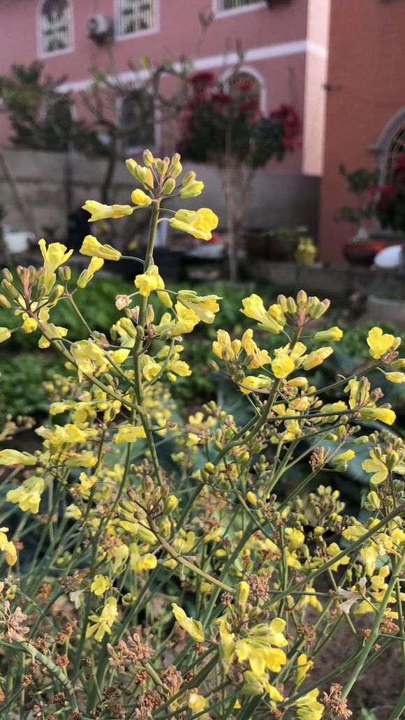 为什么兴安杜鹃下山桩培育有难度