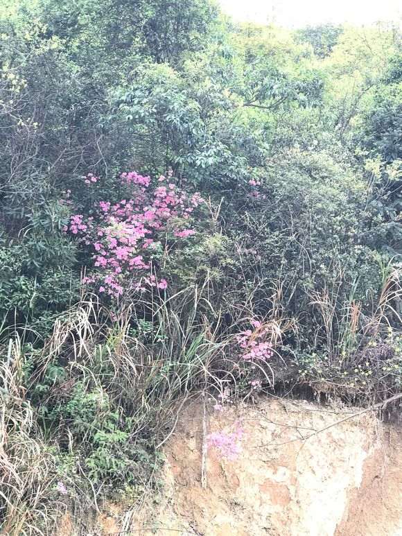 为什么兴安杜鹃下山桩培育有难度