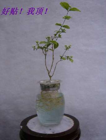 为什么兴安杜鹃下山桩培育有难度